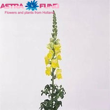 Antirrhinum majus 'Cool Yellow' foto
