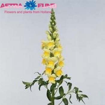 Antirrhinum majus 'Costa Bicolour Yellow' foto