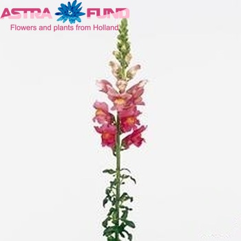 Antirrhinum majus 'Costa Deeprose' foto