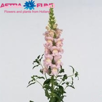 Antirrhinum majus 'Costa Light Rose' foto