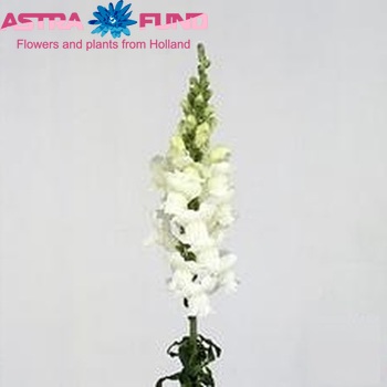 Antirrhinum majus 'Costa Midly White' foto