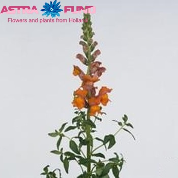 Antirrhinum majus 'Costa Orange' foto