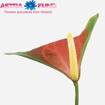Anthurium Andreanum Grp 'Sunny Love' fotografie