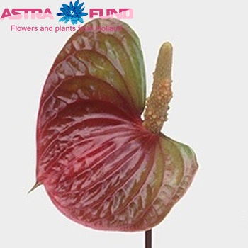 Anthurium Andreanum Grp Sunset (antique) fotografie