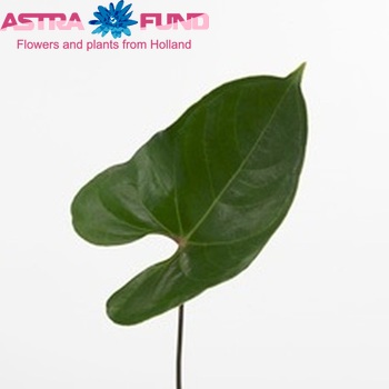 Anthurium Andreanum Grp Sunset (blad) fotografie