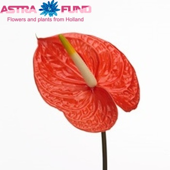 Anthurium Andreanum Grp 'Supernova' fotografie