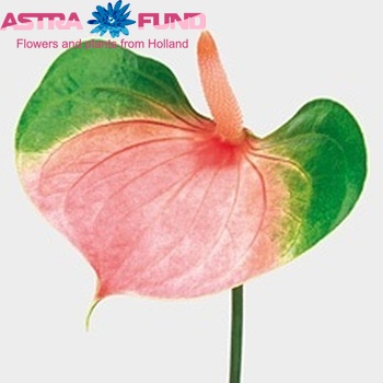Anthurium Andreanum Grp 'Tender Love' fotografie