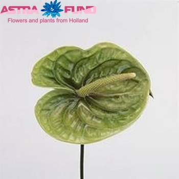 Anthurium Andreanum Grp Terra fotografie