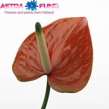 Anthurium Andreanum Grp Terracotta Leny fotografie