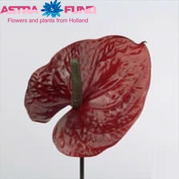 Anthurium Andreanum Grp 'Tossia' (antique) φωτογραφία