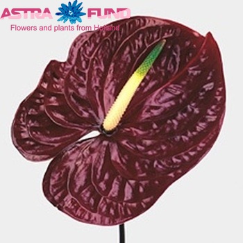 Anthurium Andreanum Grp Tropic Night φωτογραφία