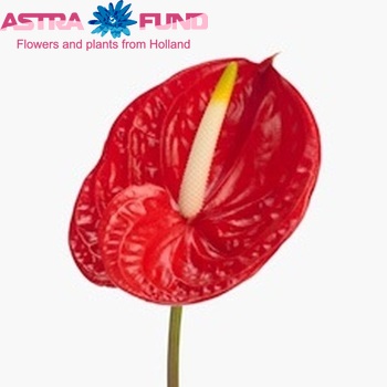 Anthurium Andreanum Grp 'Tropical' φωτογραφία