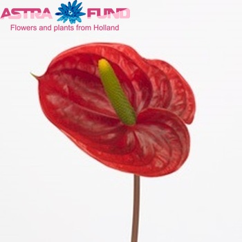 Anthurium Andreanum Grp 'Tropical' (antique) φωτογραφία
