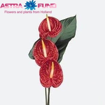 Anthurium Andreanum Grp Tropical boeket φωτογραφία