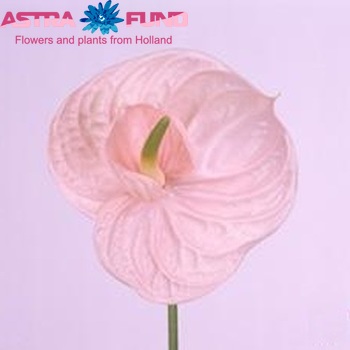 Anthurium Andreanum Grp Twingo φωτογραφία