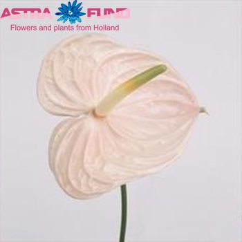 Anthurium Andreanum Grp Twingo Uno φωτογραφία