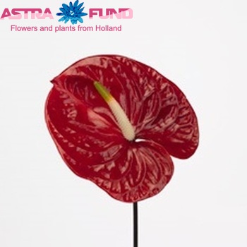 Anthurium Andreanum Grp 'Venice City' φωτογραφία