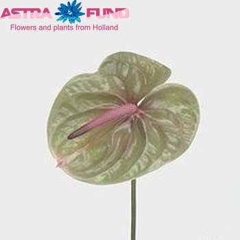Anthurium Andreanum Grp Verino φωτογραφία