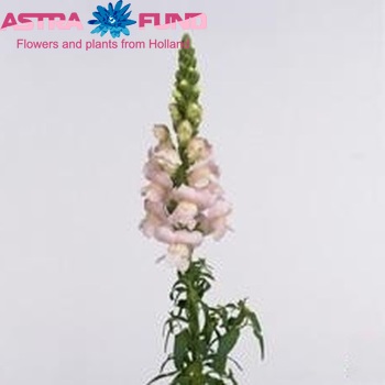 Antirrhinum majus 'Costa Silver' foto