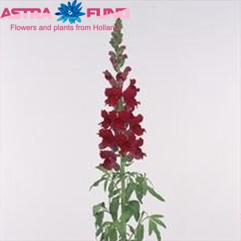 Antirrhinum majus 'Costa Velvet' foto