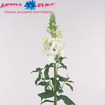 Antirrhinum majus 'Costa White' foto