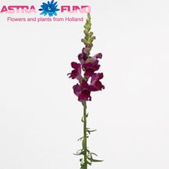 Antirrhinum majus 'Cosum Velvet' foto