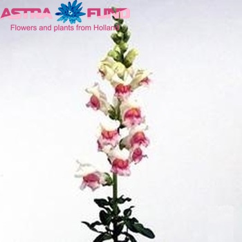 Antirrhinum majus 'Maryland Appleblossom' fotografie