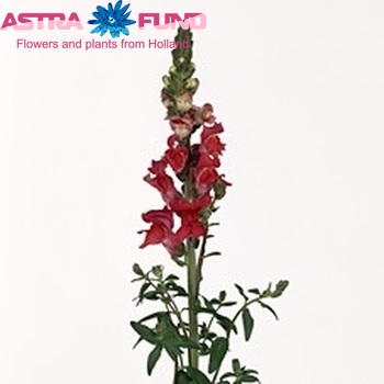 Antirrhinum majus 'Maryland Flamingo' fotografie