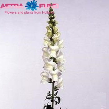 Antirrhinum majus 'Maryland Ivory White' fotografie