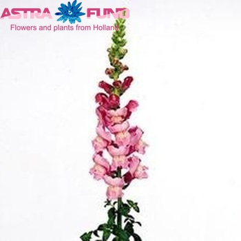 Antirrhinum majus 'Maryland Lavender' fotografie