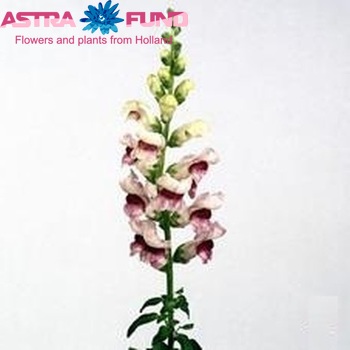 Antirrhinum majus 'Maryland Plumblossom' fotografie