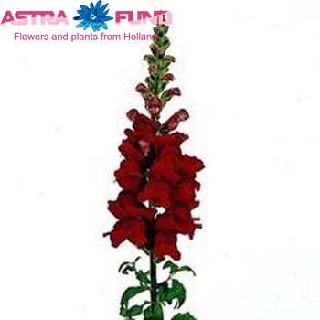 Antirrhinum majus 'Maryland Red' fotografie