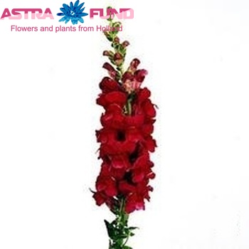 Antirrhinum majus 'Maryland Royal' fotografie