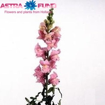 Antirrhinum majus 'Maryland True Pink' fotografie