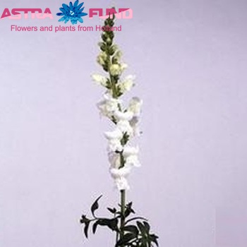 Antirrhinum majus 'Maryland White' fotografie