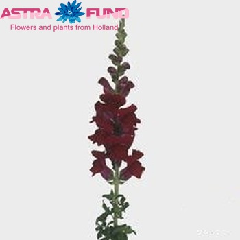 Antirrhinum majus 'Monaco Red' φωτογραφία