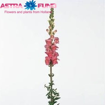 Antirrhinum majus 'Monaco Rose' φωτογραφία