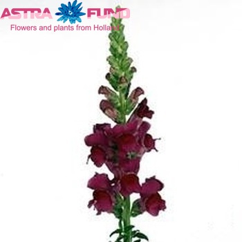 Antirrhinum majus 'Monaco Violet' φωτογραφία