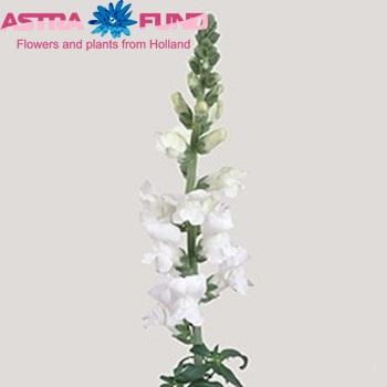 Antirrhinum majus 'Monaco White' φωτογραφία
