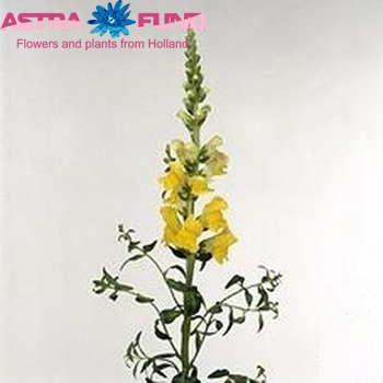 Antirrhinum majus 'Monaco Yellow' φωτογραφία