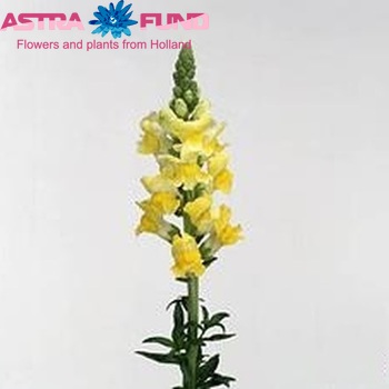 Antirrhinum majus 'Morand Yellow' φωτογραφία