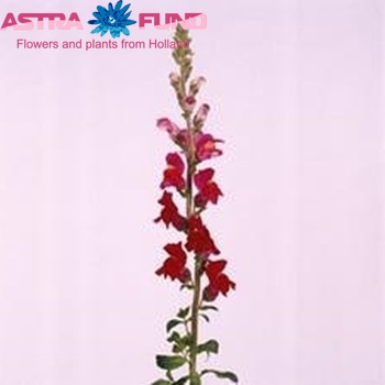 Antirrhinum majus 'Omega Crimson' φωτογραφία