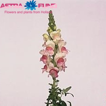Antirrhinum majus 'Opus Appleblossom' φωτογραφία