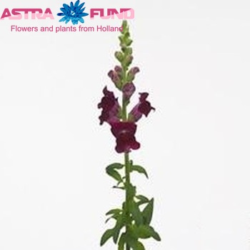 Antirrhinum majus 'Opus Bright Red' φωτογραφία