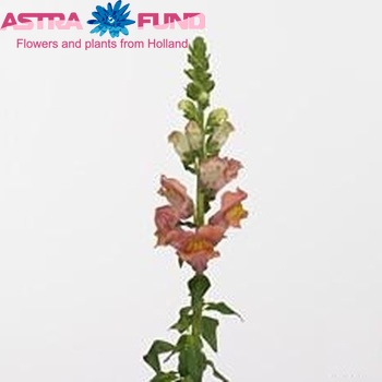 Antirrhinum majus 'Opus Bronze' φωτογραφία