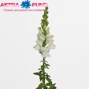 Antirrhinum majus 'Opus Fresh White' φωτογραφία