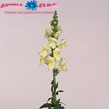 Antirrhinum majus 'Opus Ivory' φωτογραφία