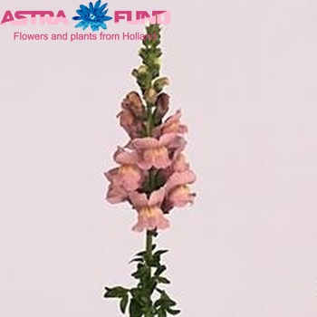 Antirrhinum majus 'Opus Lavender' φωτογραφία