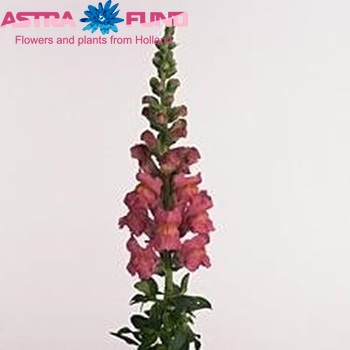 Antirrhinum majus 'Opus Pink' φωτογραφία