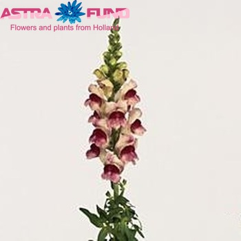 Antirrhinum majus 'Opus Plumblossom' φωτογραφία